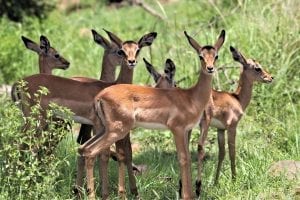 Facts about Gazelles