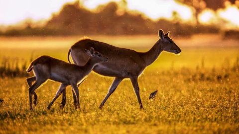 Facts about Gazelles