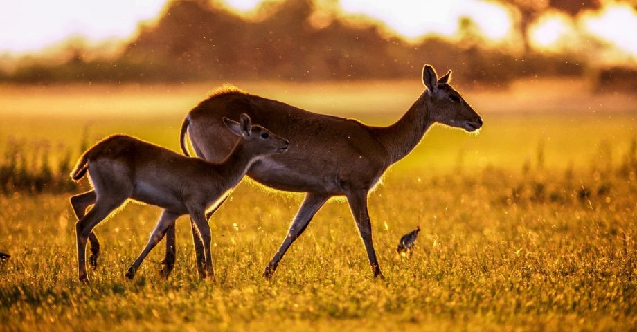 Facts about Gazelles