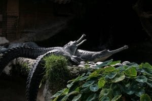 Ganges River Crocodiles