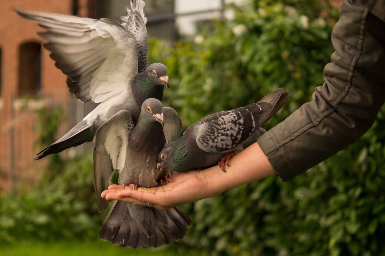 Pigeon Example 13 Coo-lorful Facts About Pigeons - Fact City