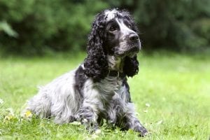 cocker spaniel facts