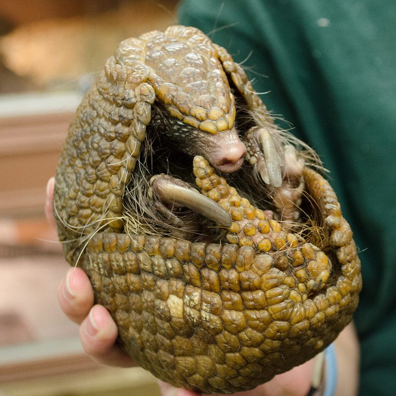 Armadillo ball