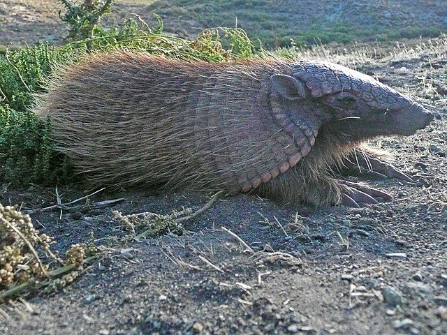 Armadillo relaxing