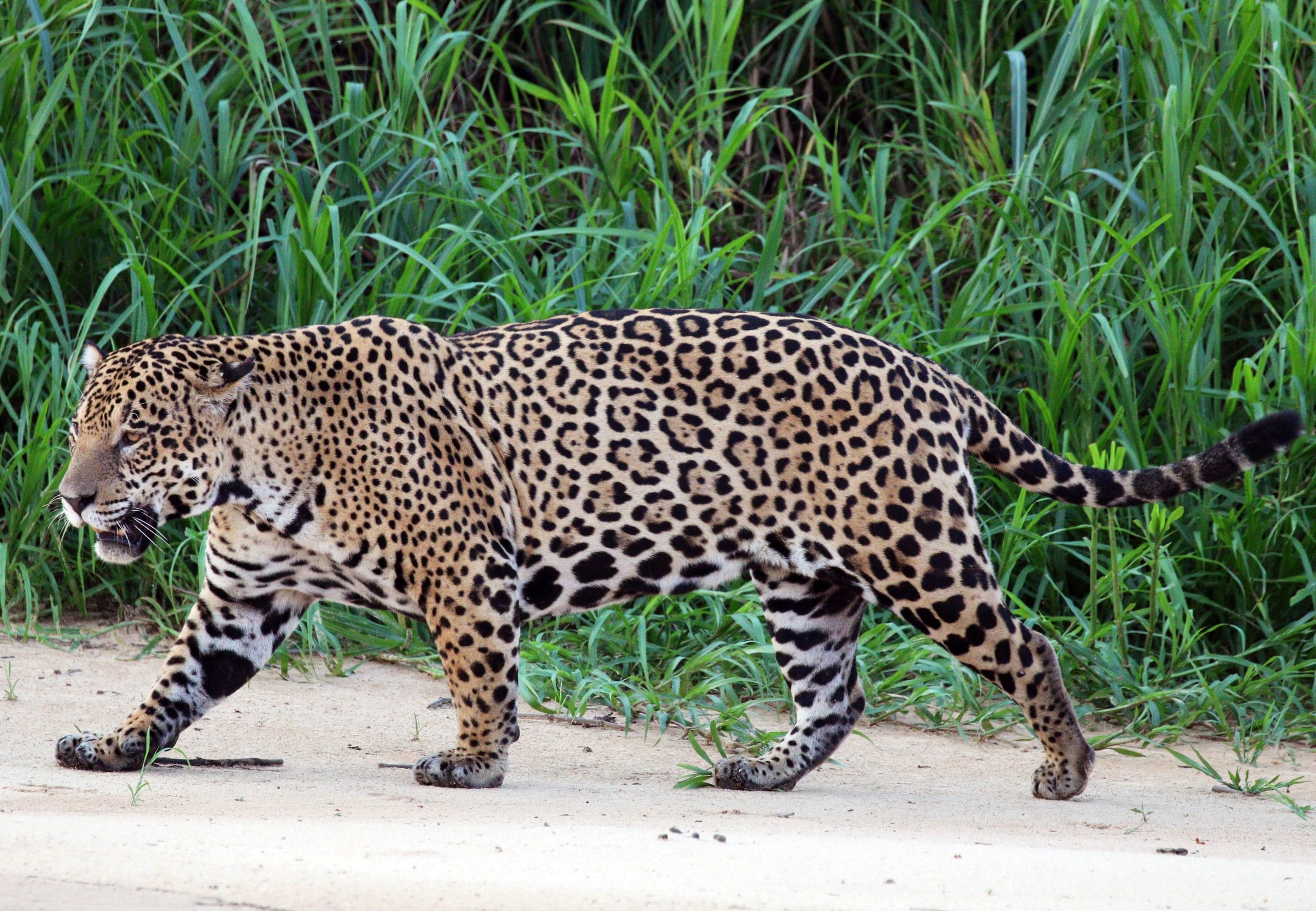 A Jaguar in the rainforest of Guyana 