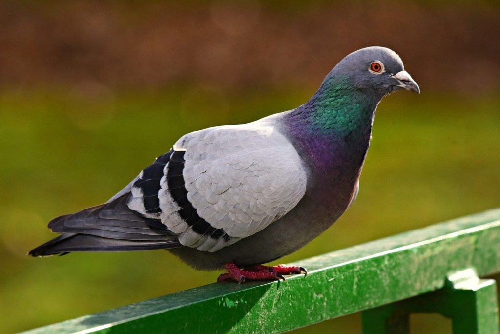 facts about pigeons