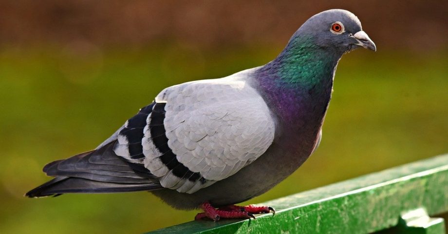 facts about pigeons