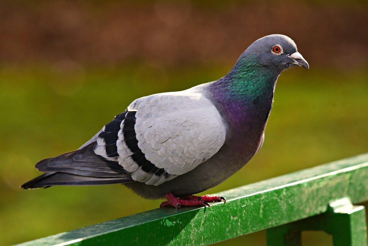 13 Coo-lorful Facts About Pigeons