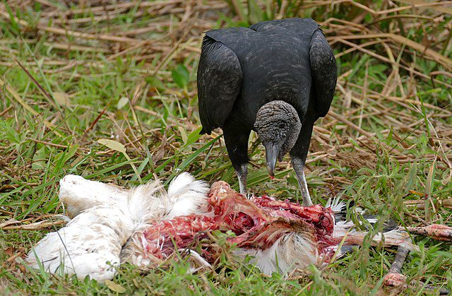 a vulture feeding