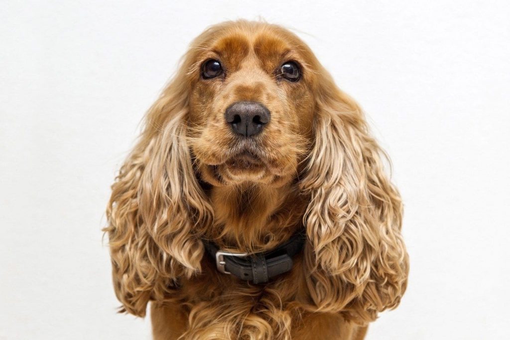 fun facts about cocker spaniels