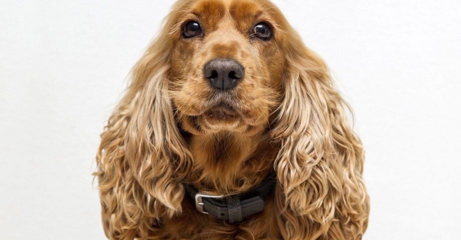 fun facts about cocker spaniels