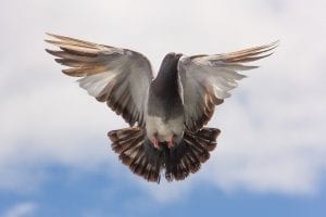 a pigeon in flight