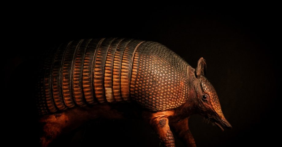 interesting facts about armadillo