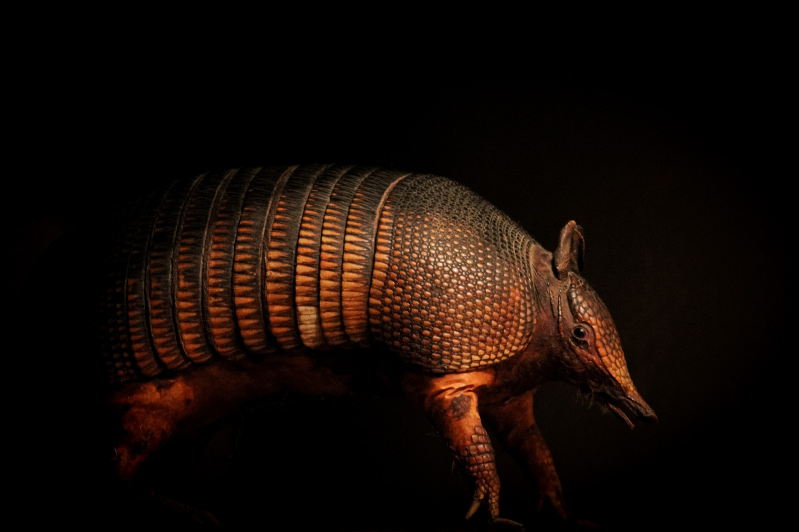 14 Eye Opening Facts About Armadillos
