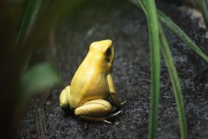 a golden poison dart frog