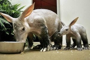 fun facts about Aardvarks