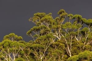 Queensland Facts