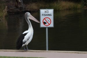 Pelican fishing next to a no fishing notice in Sydney