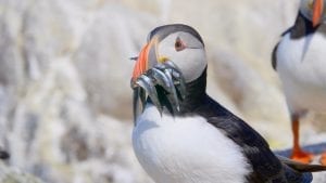 A Puffin with a catch of fish