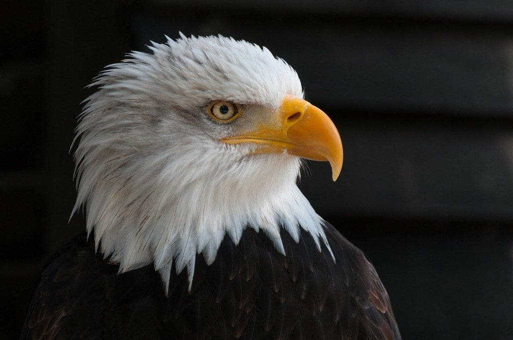 facts about Eagles