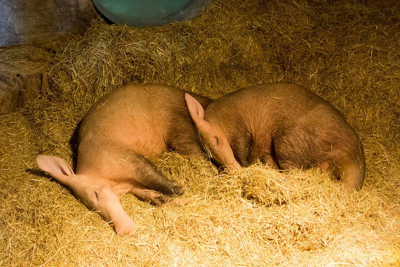 Aardvarks sleeping in a stable