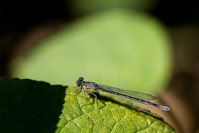 Baby dragonfly