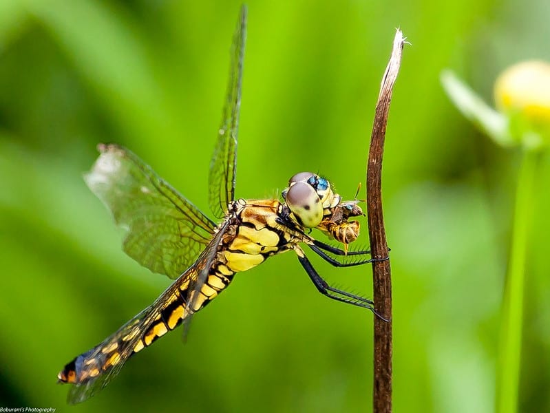 A dragonfly eating a bee