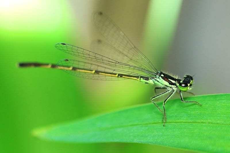 facts about dragonflies