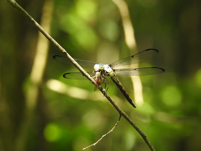 Dragonfly snaking on another insect