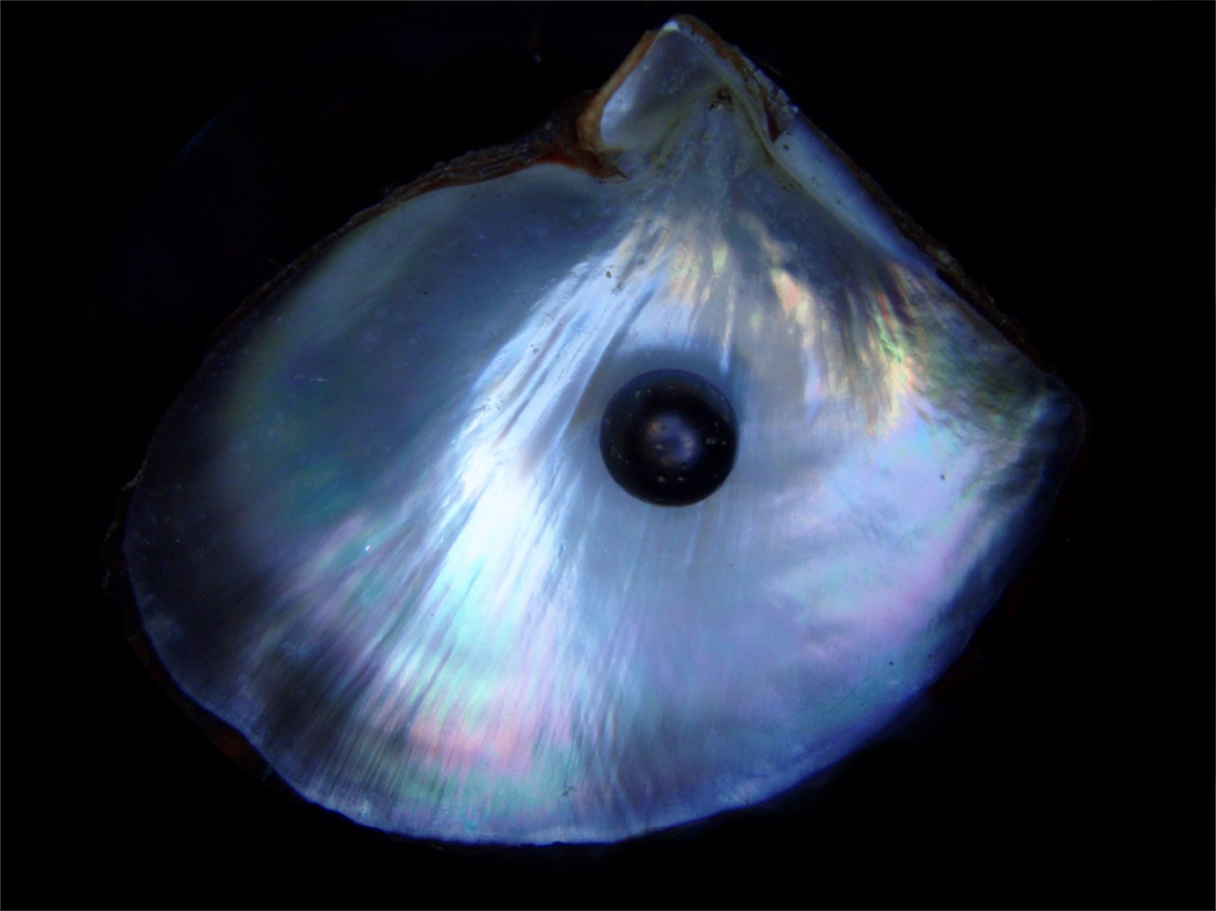 11 Precious Facts about Pearls