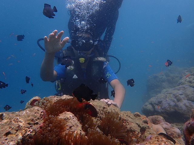 scuba diving in andaman and nicobar