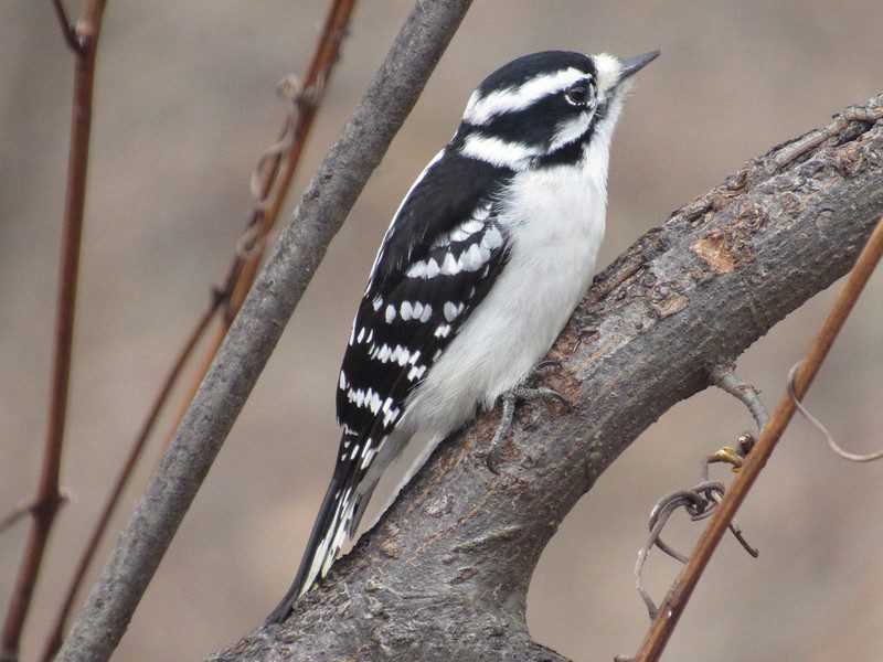 Downy woodpecker