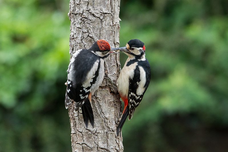 Woodpecker couple