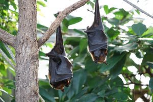 grey headed flying fox