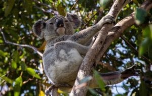 fun Queensland Facts