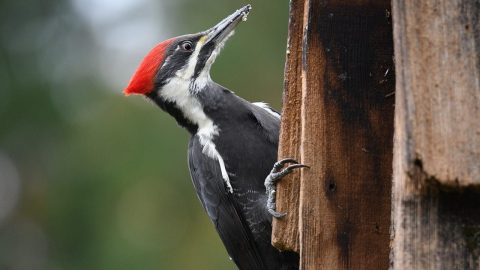 fun facts about woodpeckers