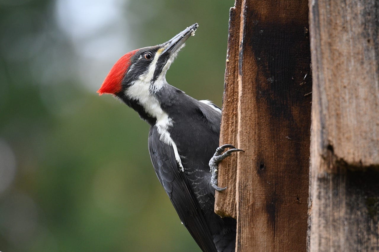 13 Fascinating Facts About Woodpeckers