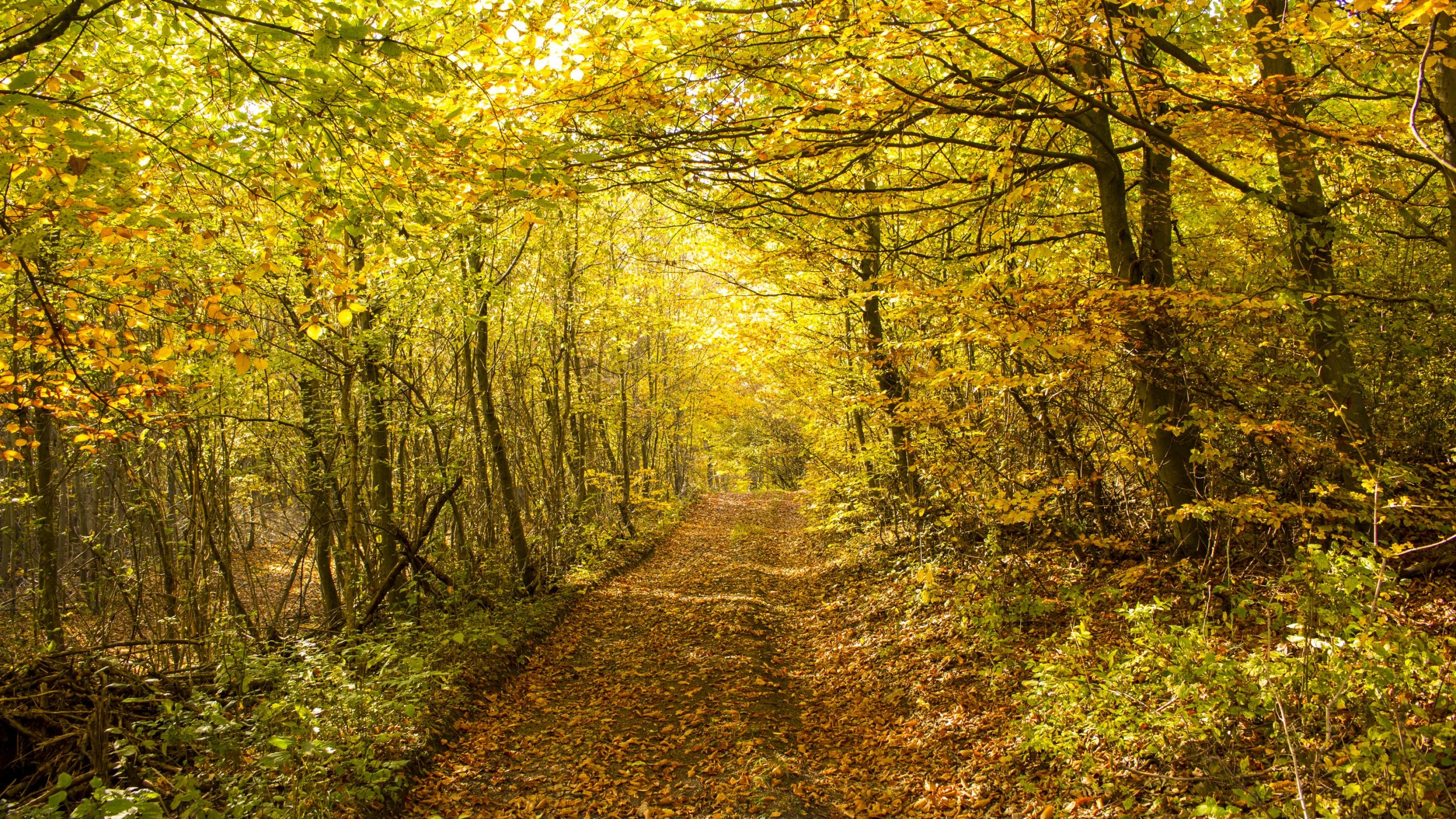 14 Fabulous Facts About November
