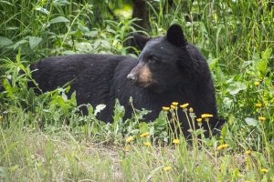 Black bear