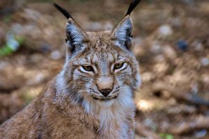 a lynx in the Ural Mountains