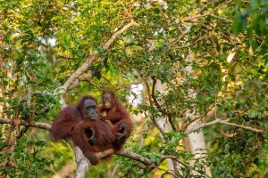 Orangutan in the rainforest