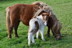 Shetland Islands Facts