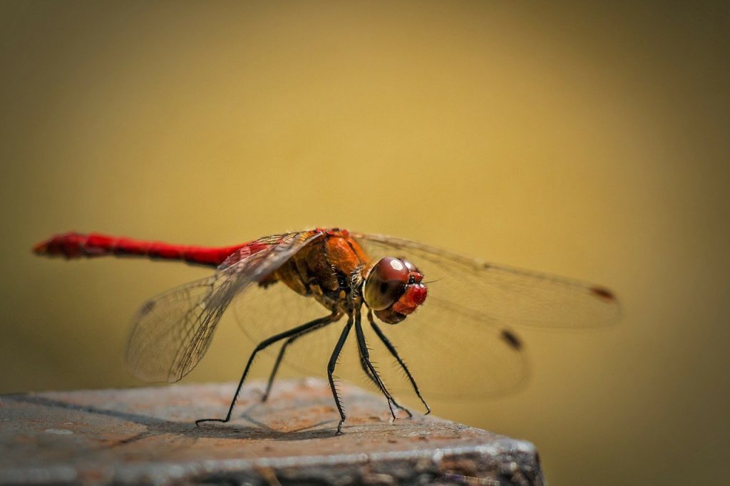 Close up of a dragonfly