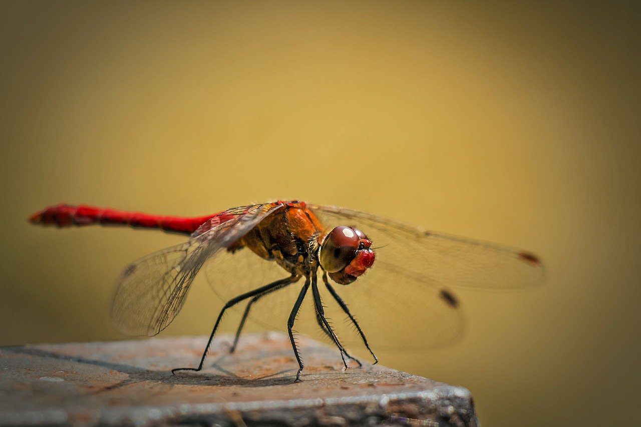 26 Dynamic Facts About Dragonflies