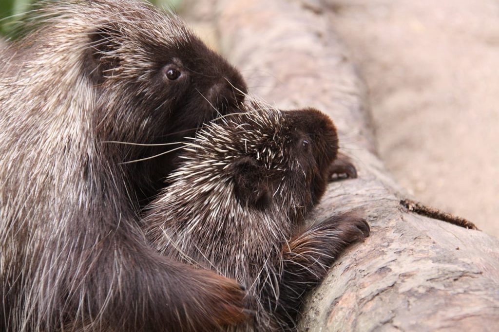 Fun Porcupine Facts