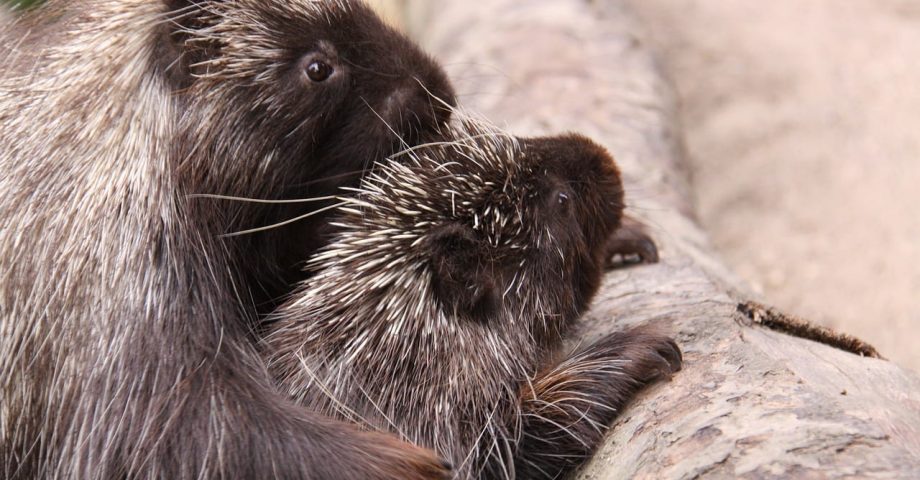 Fun Porcupine Facts