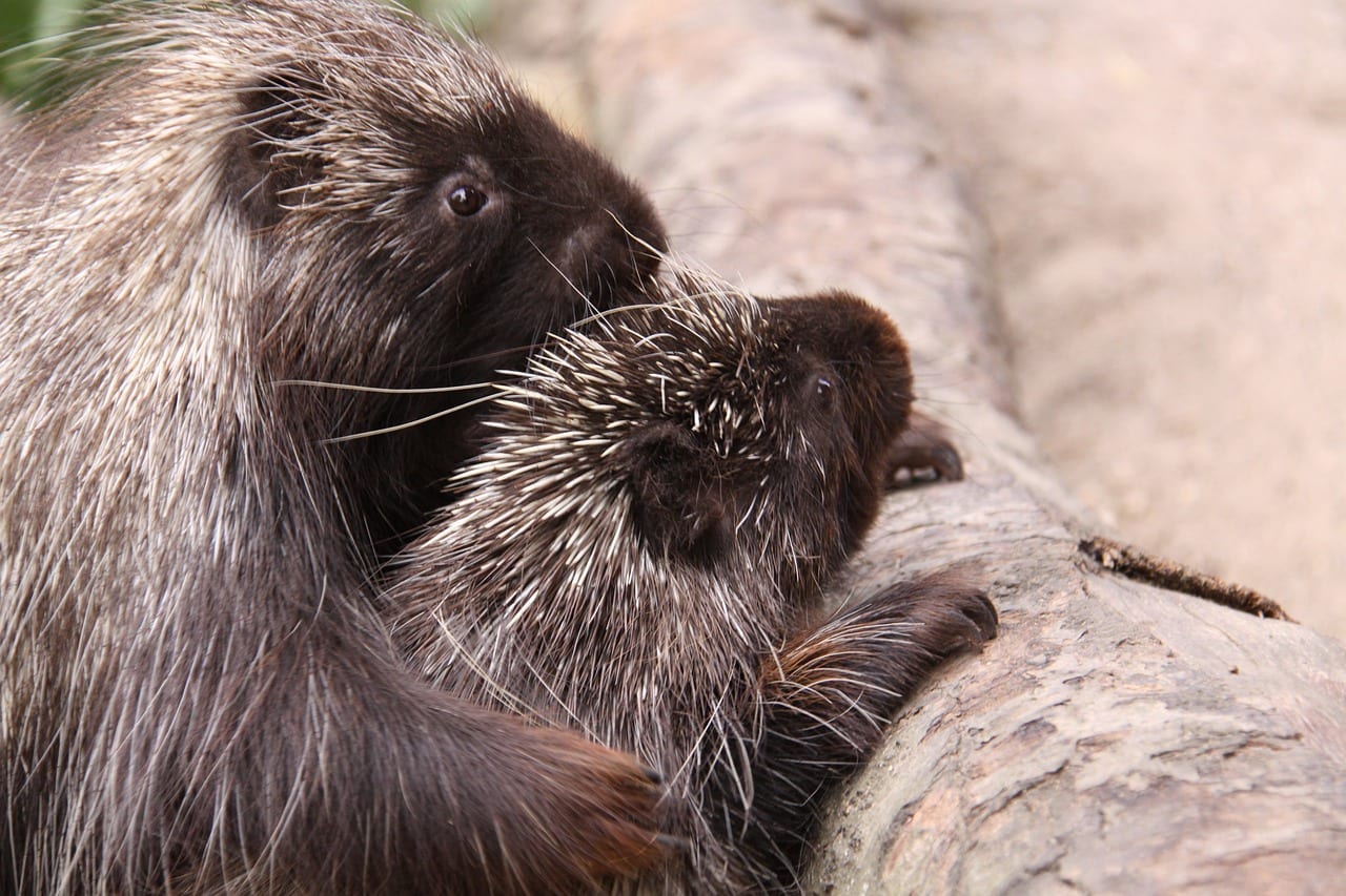 14 Prickly Facts about Porcupines