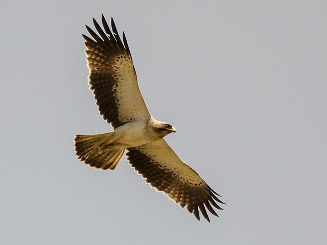 booted eagle