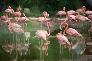 facts about flamingos