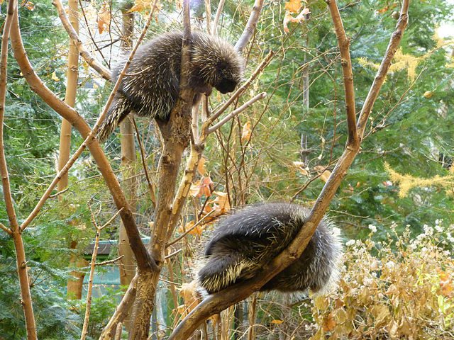 a pair of porcupines